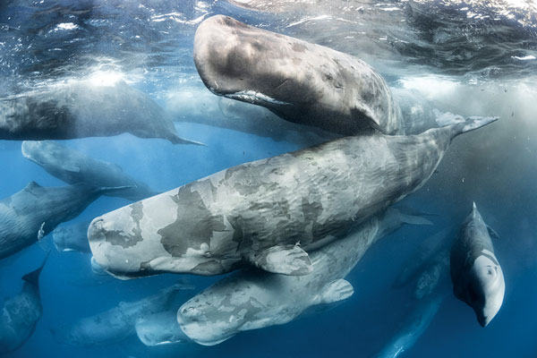 تصویر از عنبر نهنگ – قسمت اول: امبرگریس و همه چیز درباره این گوهر اقیانوسها
